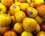 Coxes Orange pippin