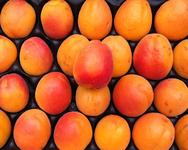 Apricots