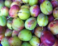 Victoria Plums
