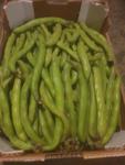 Broad beans