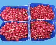 Red currants
