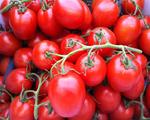Plum Tomatoes