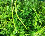 Loose curly parsley
