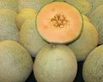 Cantaloupe Melon