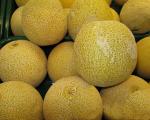 Galia melon